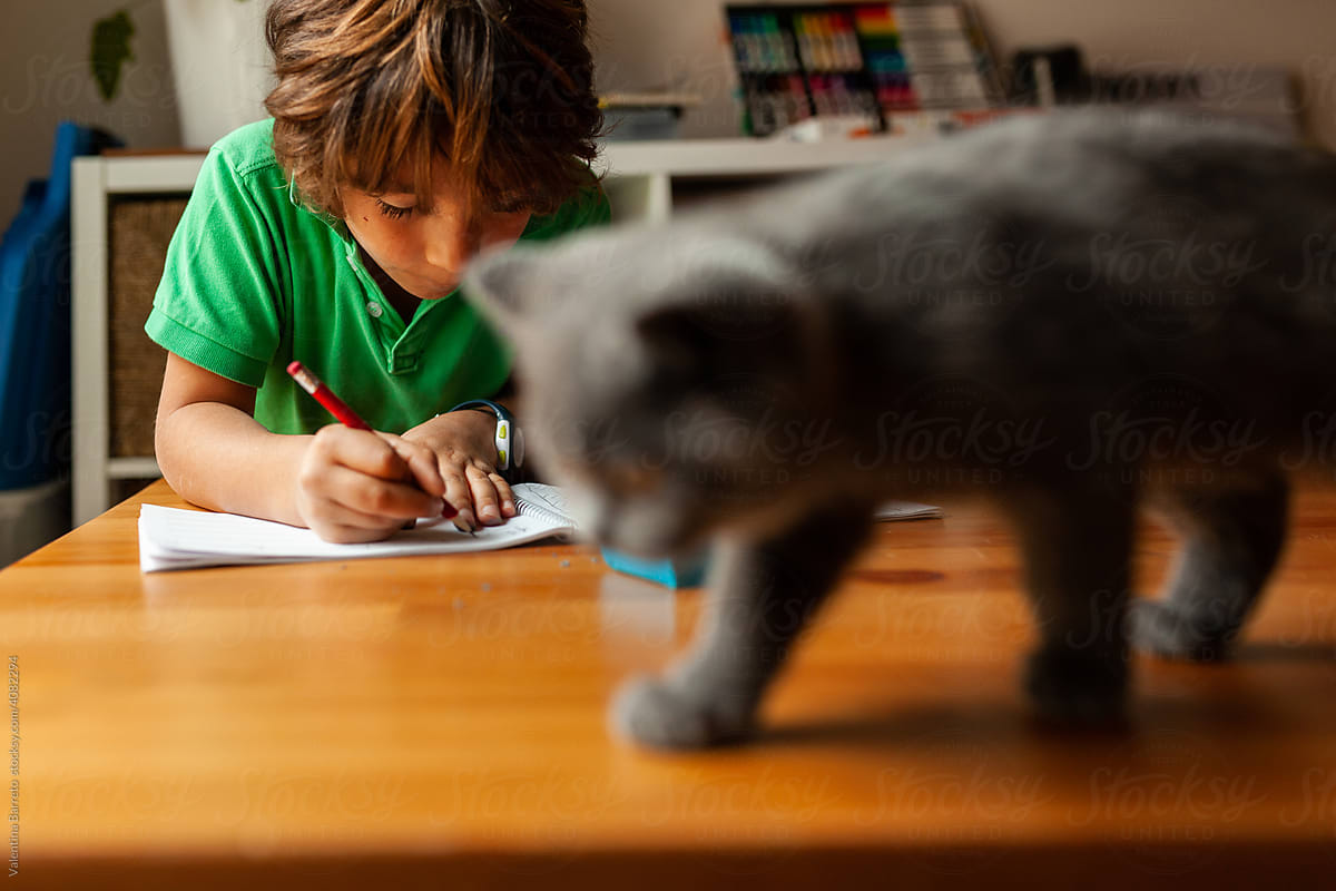 Kid studying with his cat around at home