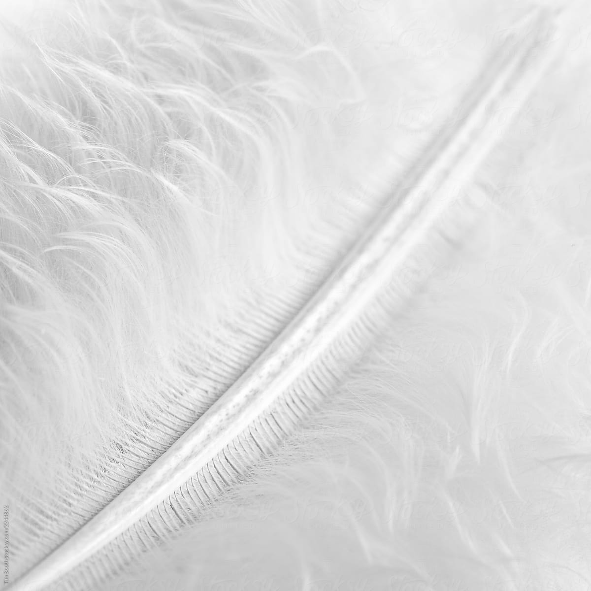 Close-up of a white feather