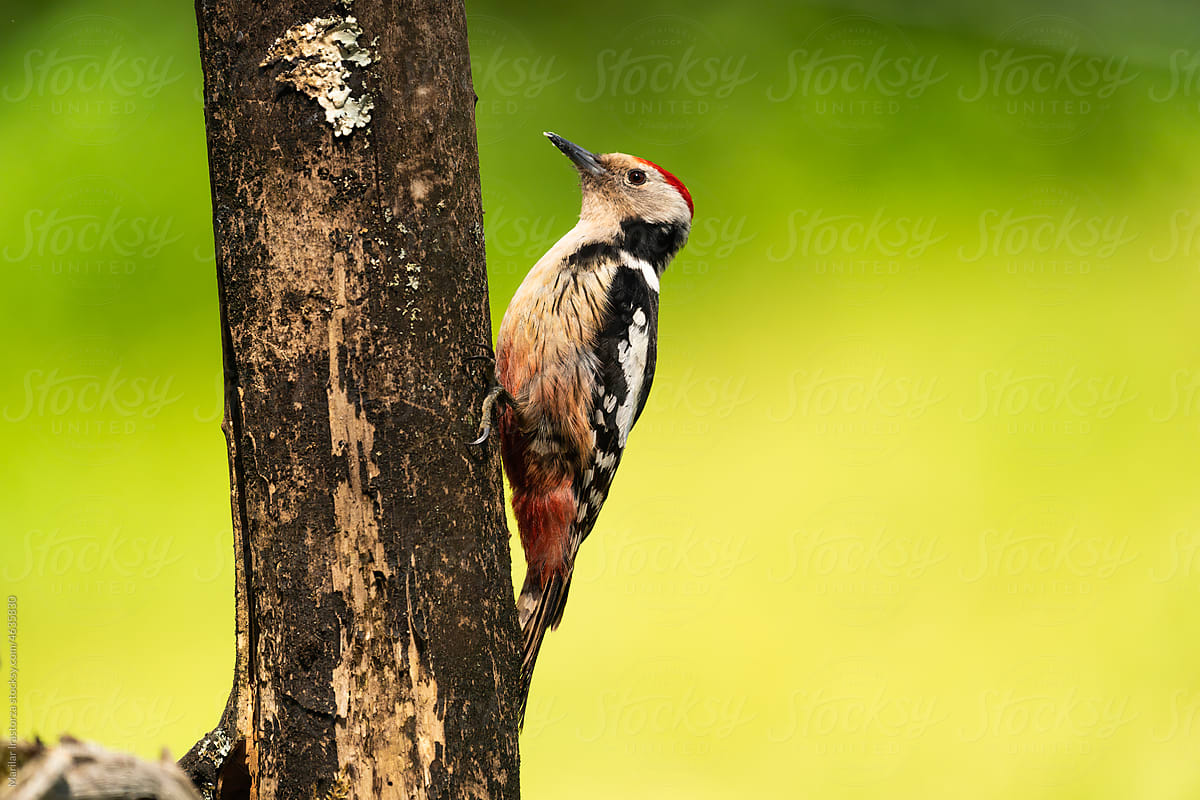 Middle Spotted Woodpecker (Leiopicus Medius)