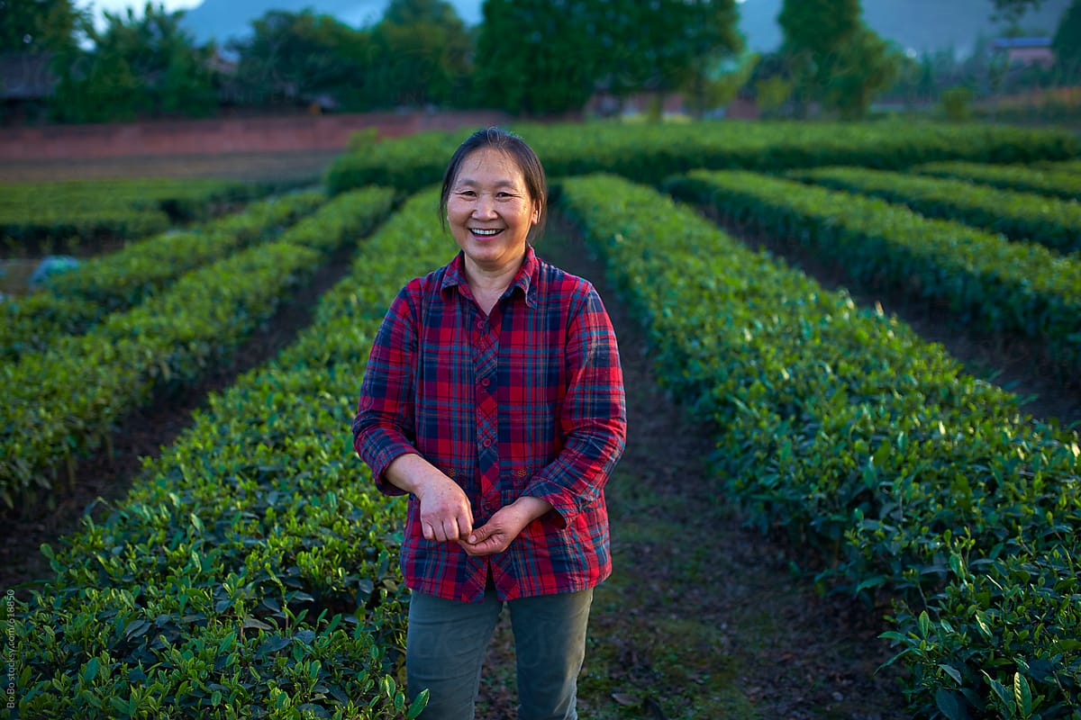 one mature asian woman in the tea plantation