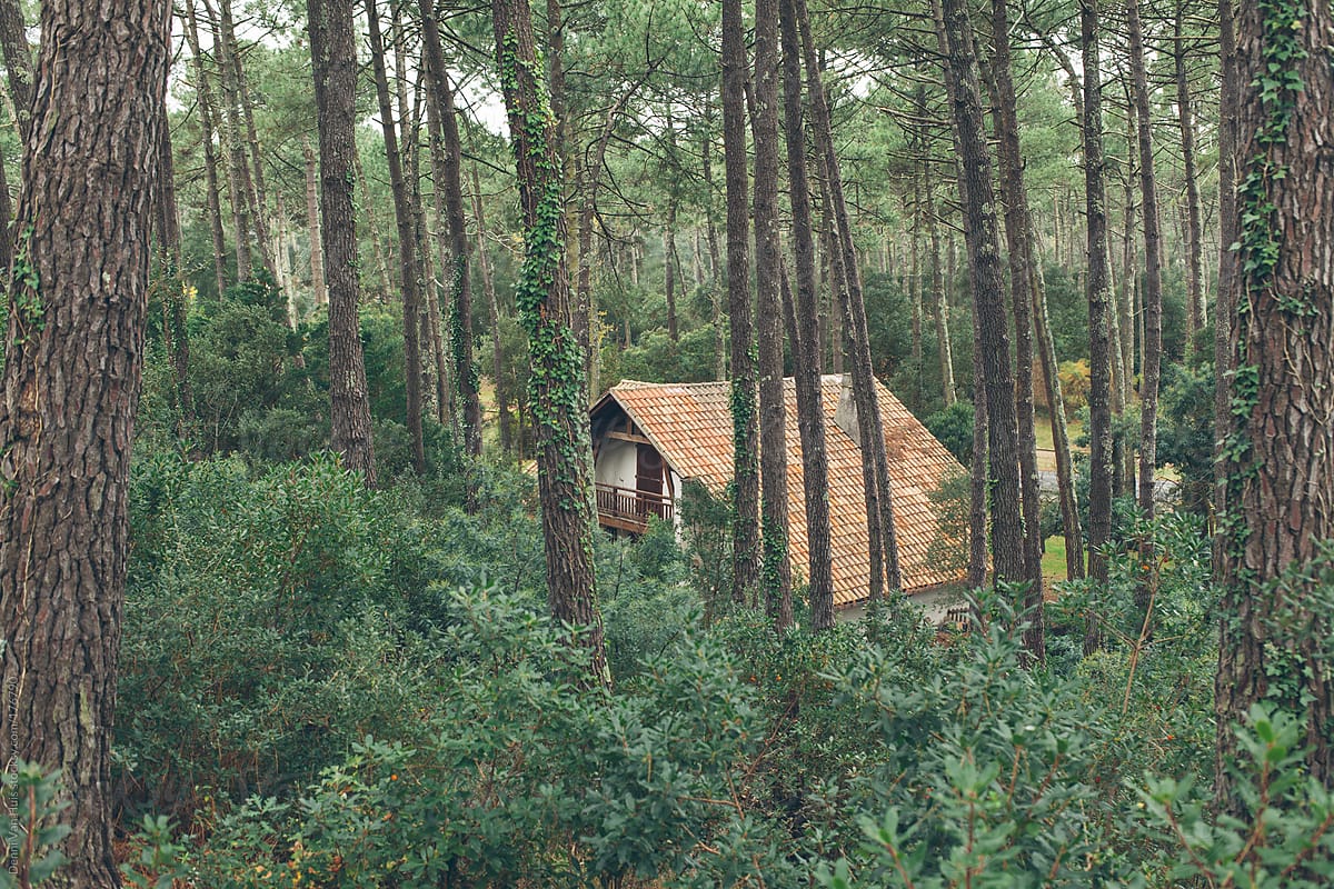 House in a pine forest.