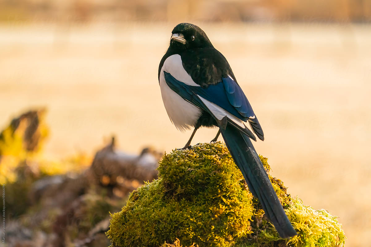Magpie On A Mossy Log