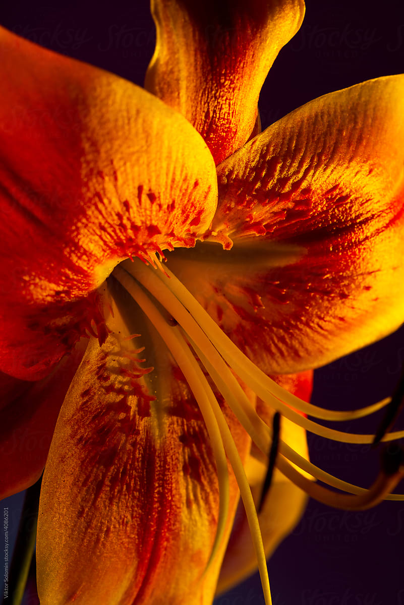 Spotted petals of tiger lily flower macro closeup