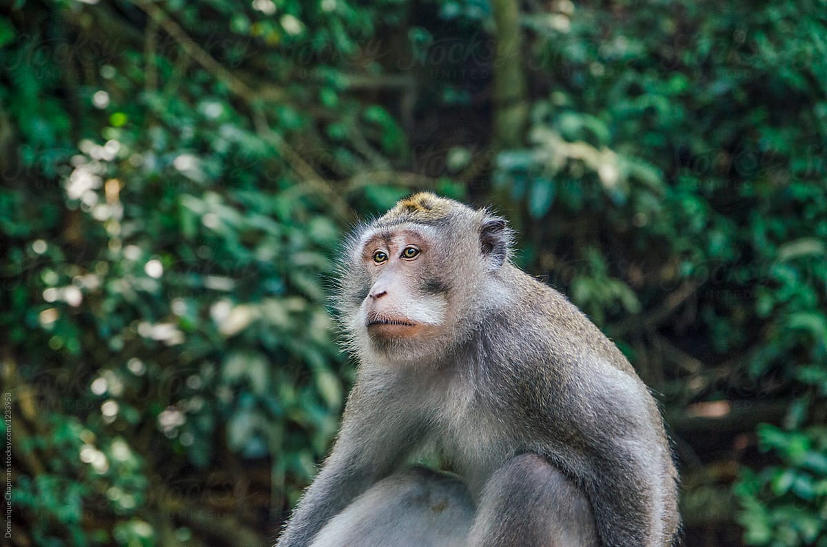 Macaque monkey looking away from camera