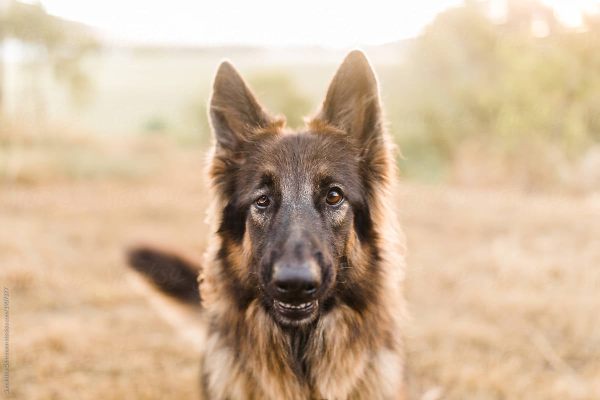 Visually impaired German shepherd dog