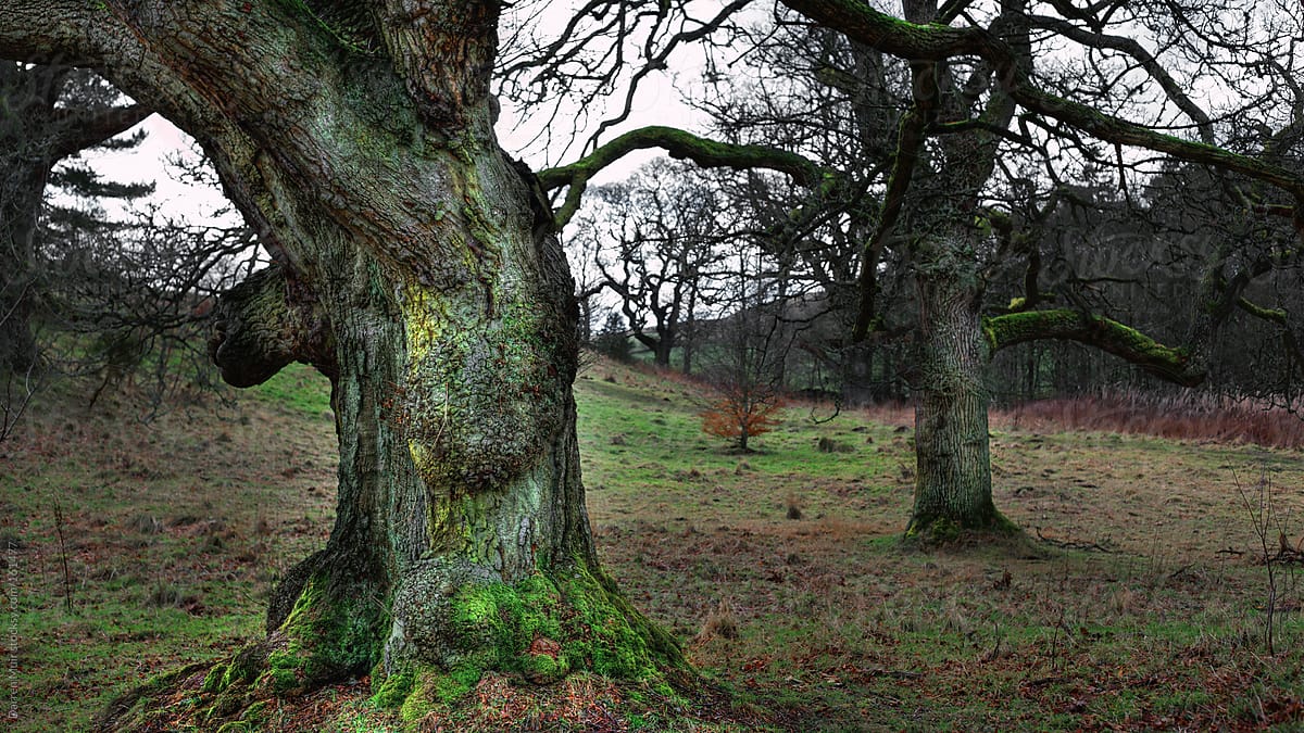 Old oak trees.