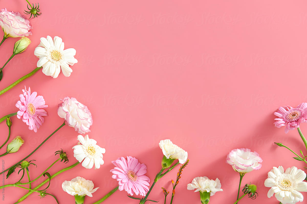 Different flowers on a pink background
