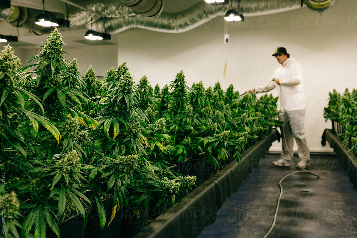 Growing Indoor Cannabis