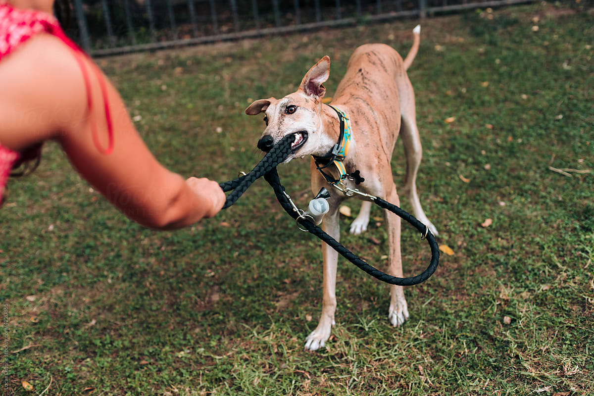 Dog biting his leash