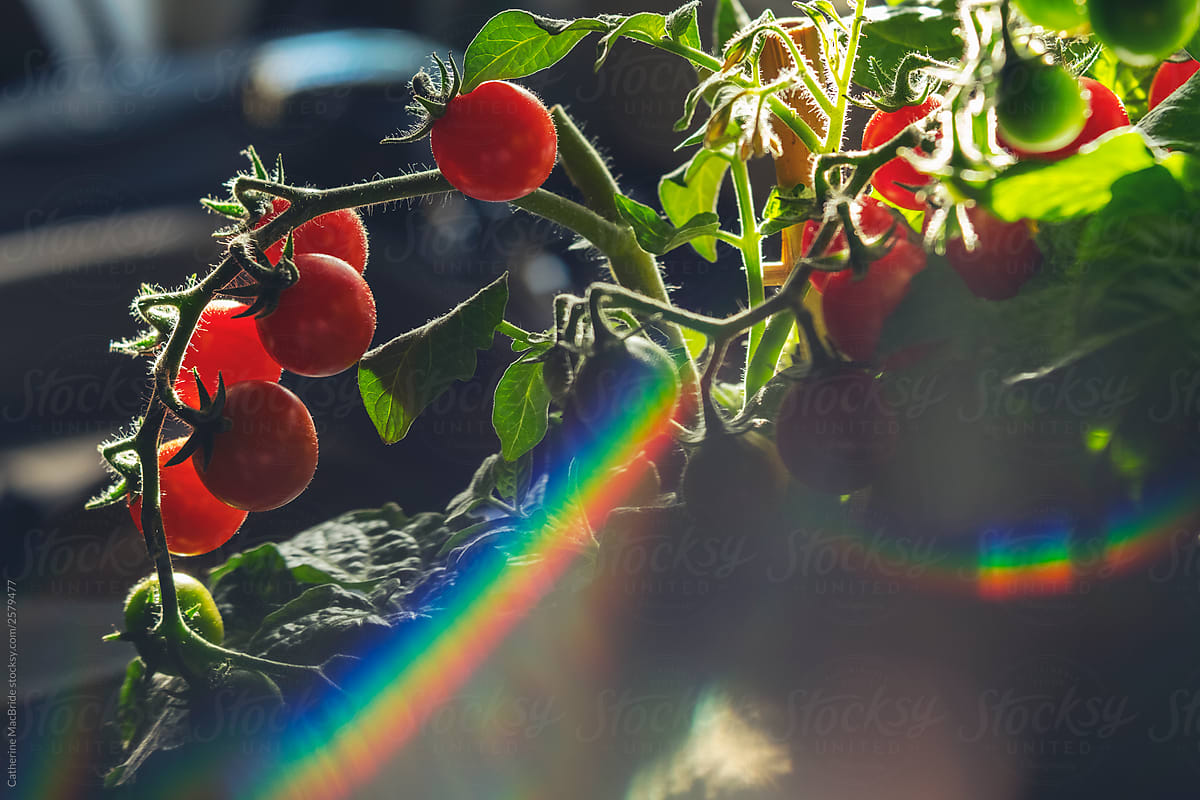 Cherry Tomatoes with rainbow light