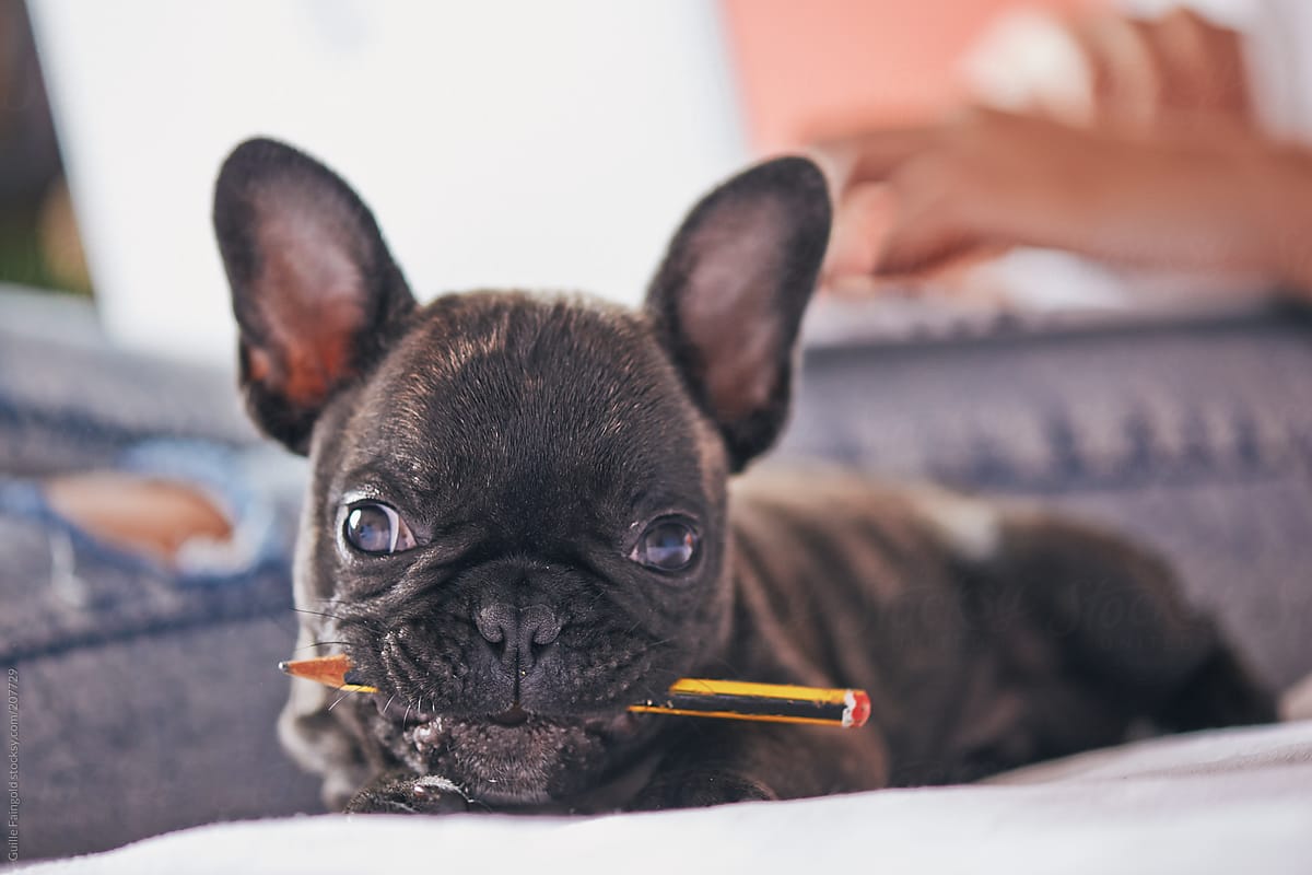 Cute French Bulldog chewing pencil