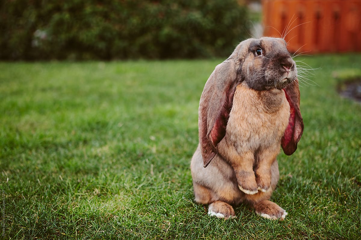 Long Eared Rabbit Standing On Hind Legs By Shelly Perry 