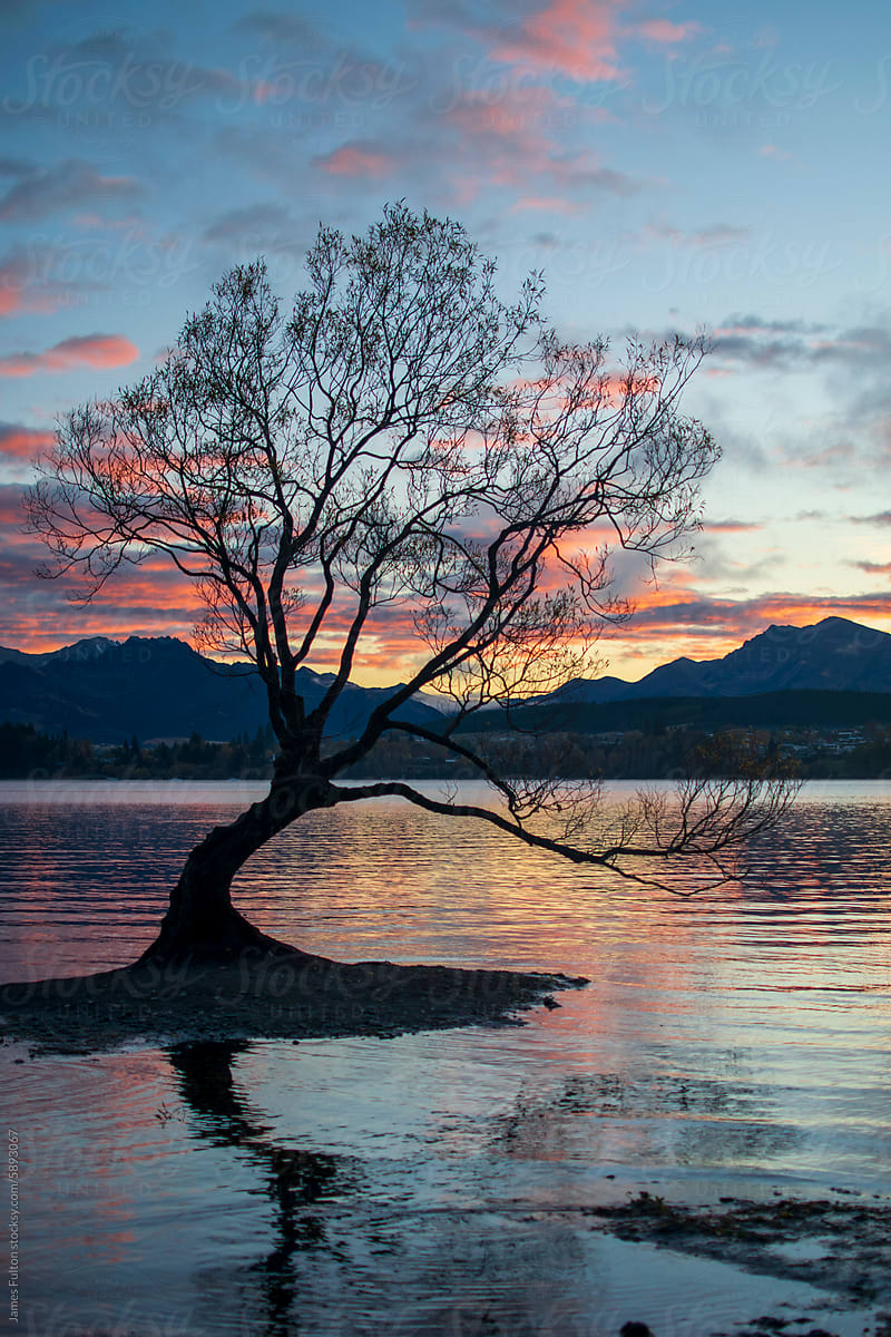 A famous willow tree in a lake red sunset