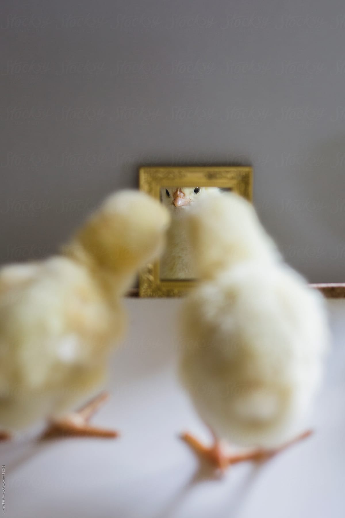 Two chicks looking themselves in the mirror