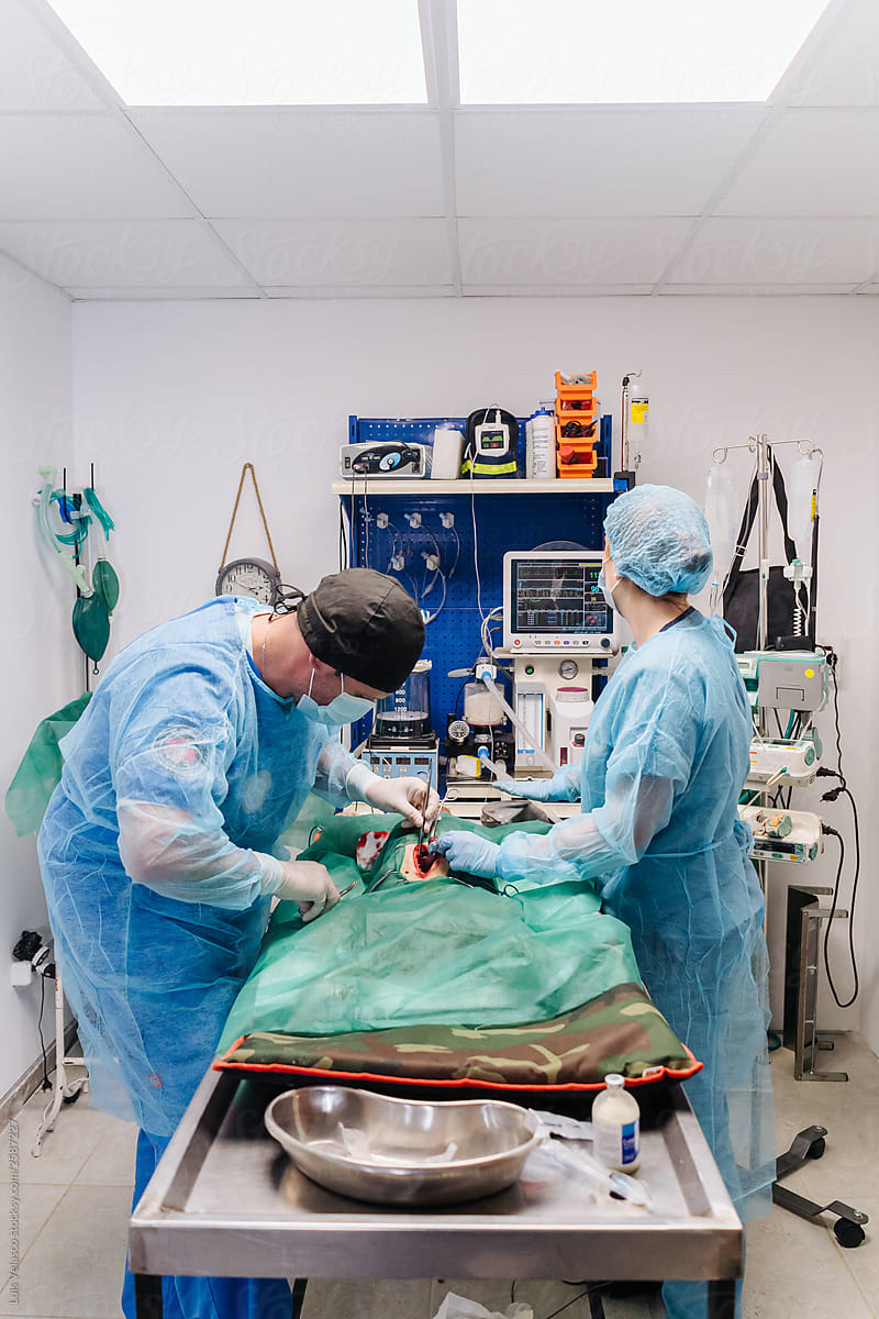 Surgery Of A Dog In A Veterinary Clinic.