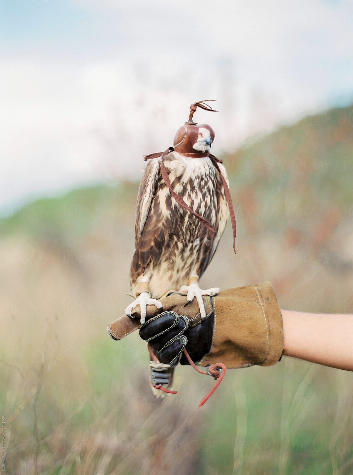 A hunting falcon witting on a human's hand