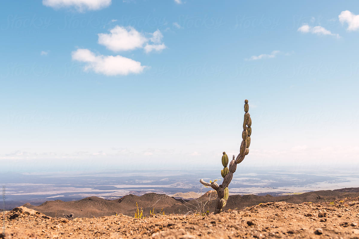 Cactus on top of the Sierra Negra volcano
