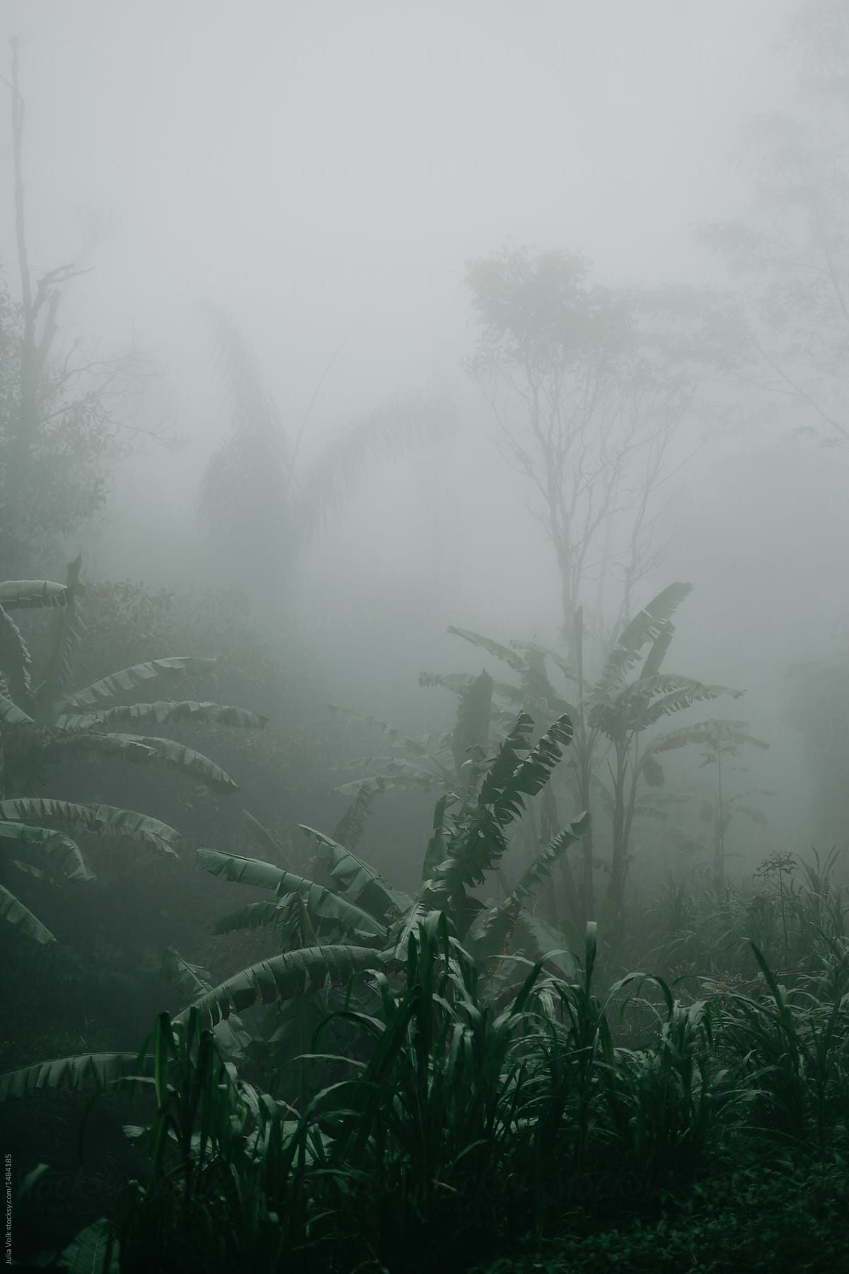 Rain in tropical forest