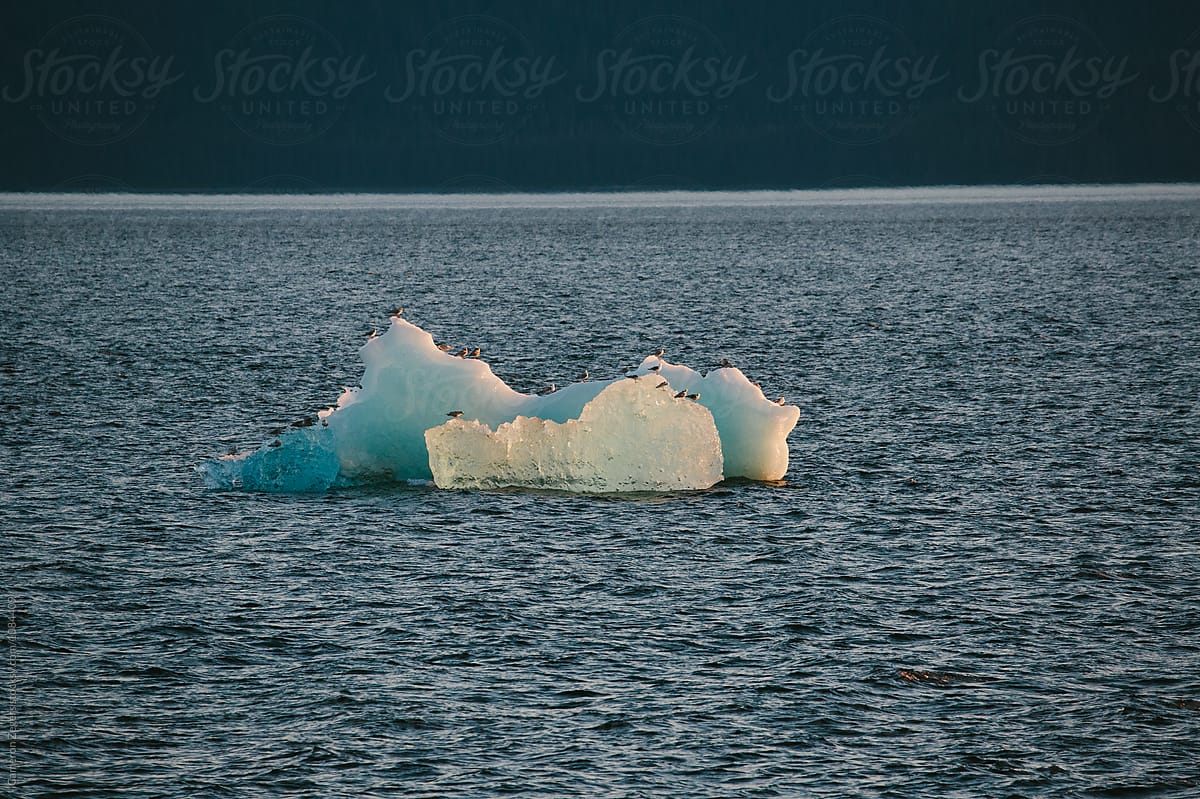 birds on iceberg in the Inside Passage, Alaska