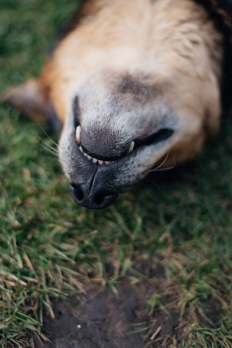 close-up of a sleeping dog snout