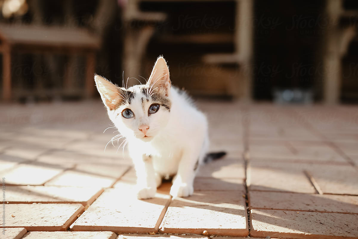 Cute kitten on tiled pavement