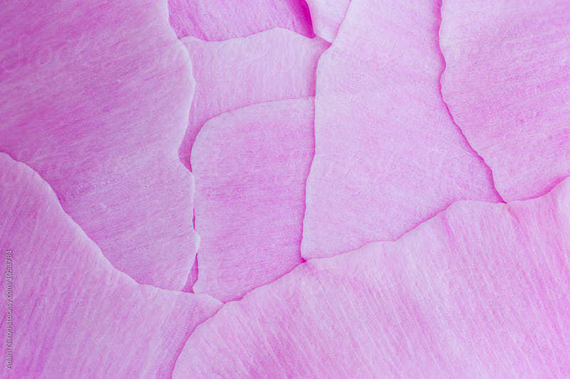 Abstract close-up of Peony petals
