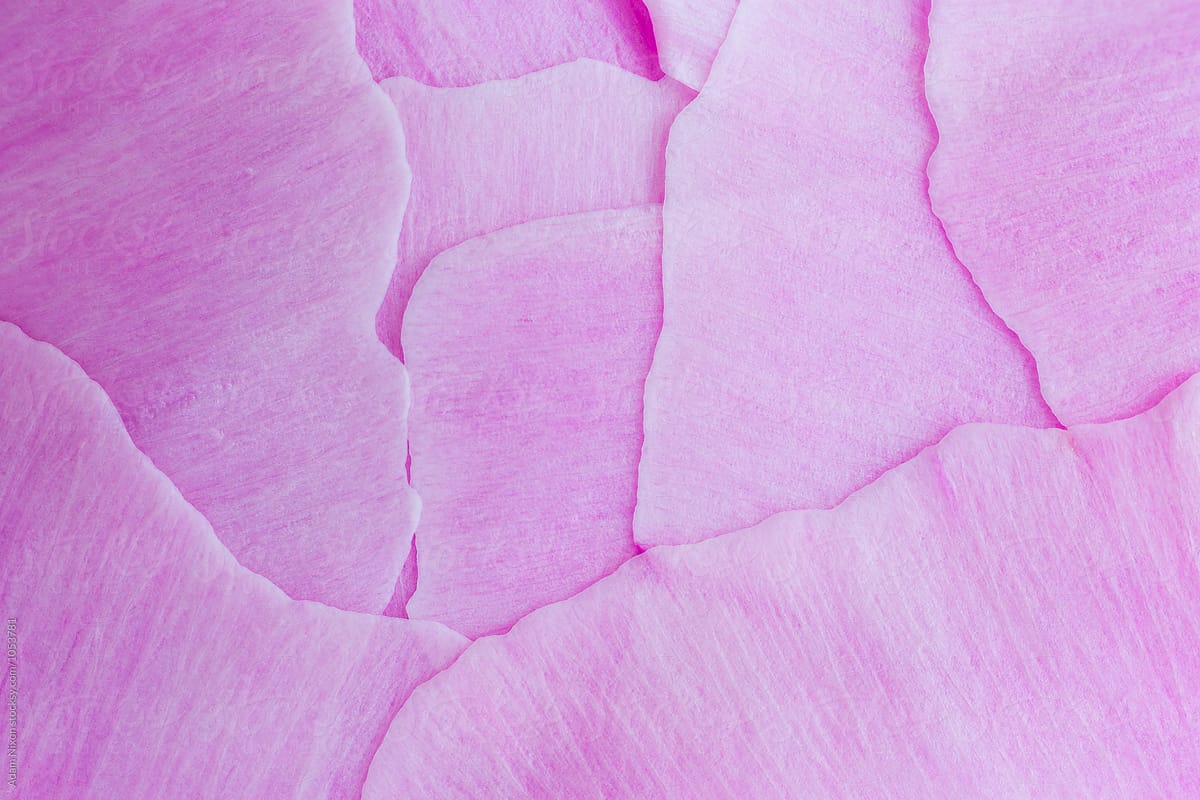 Abstract close-up of Peony petals
