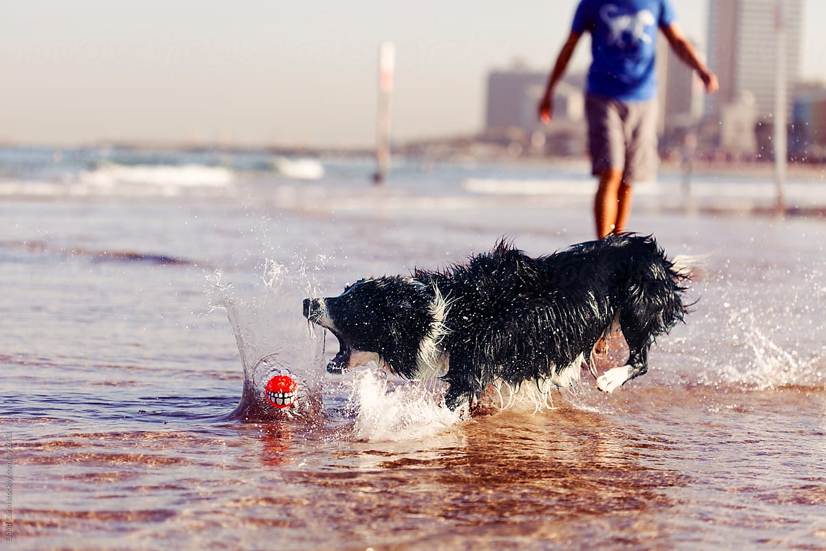 Border Collie Dog Catching Chew Ball on Beach
