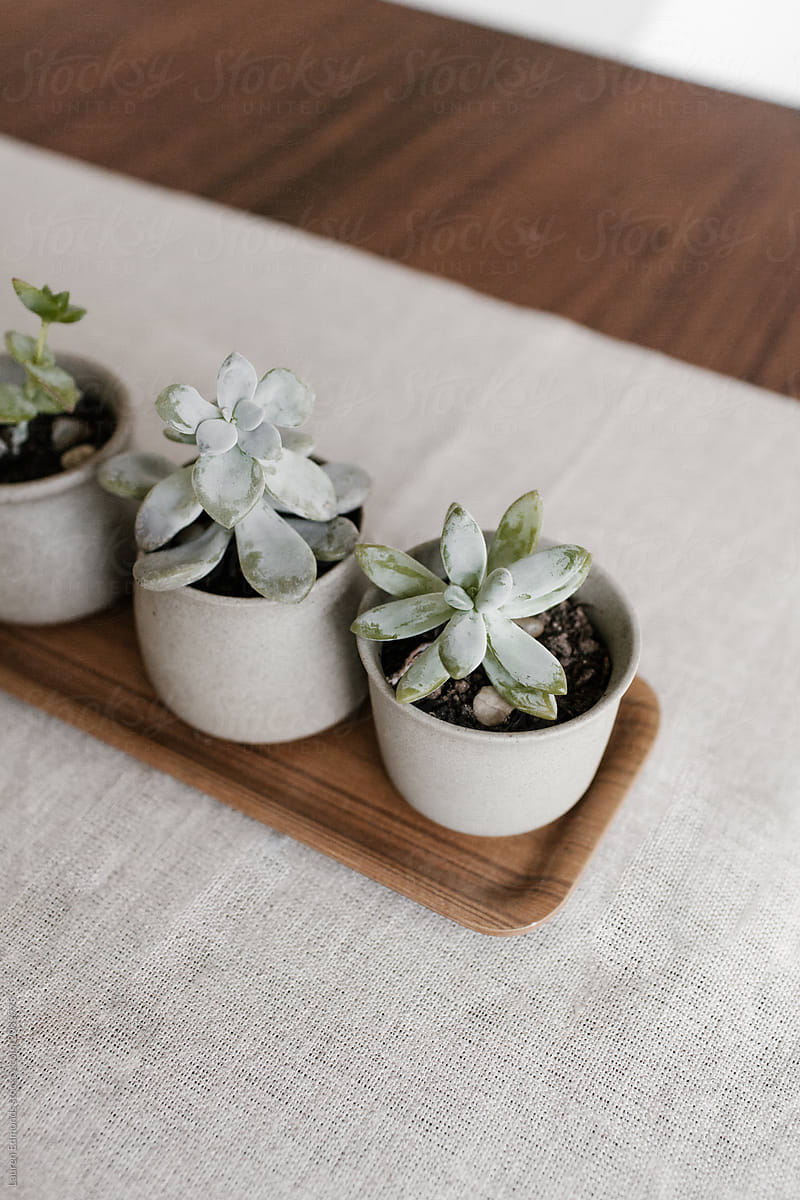 Succulents on Linen and Wood