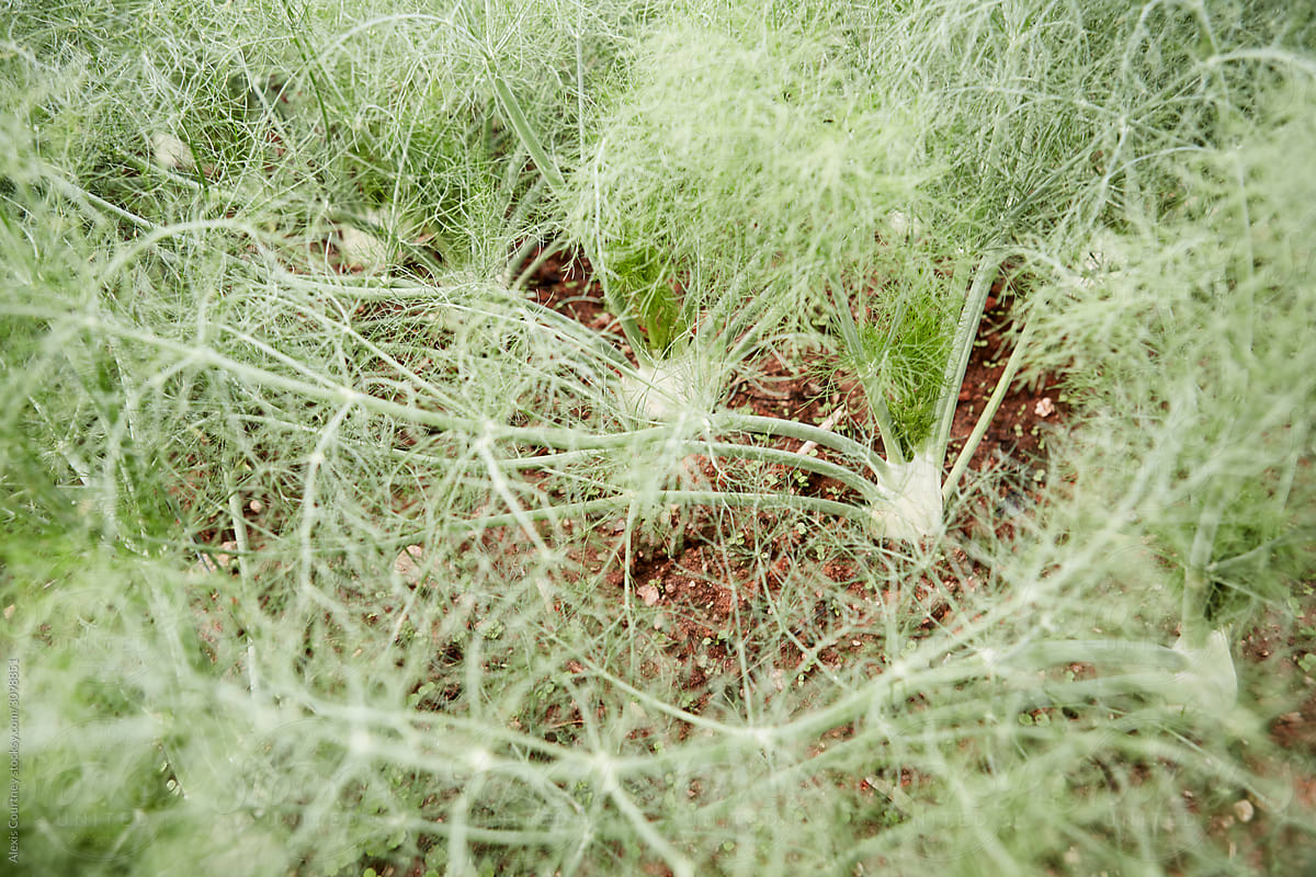Fennel plants in the ground