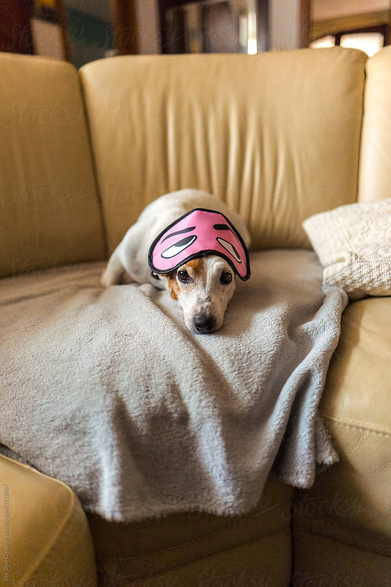 Dog on a sofa wearing a funny sleeping mask