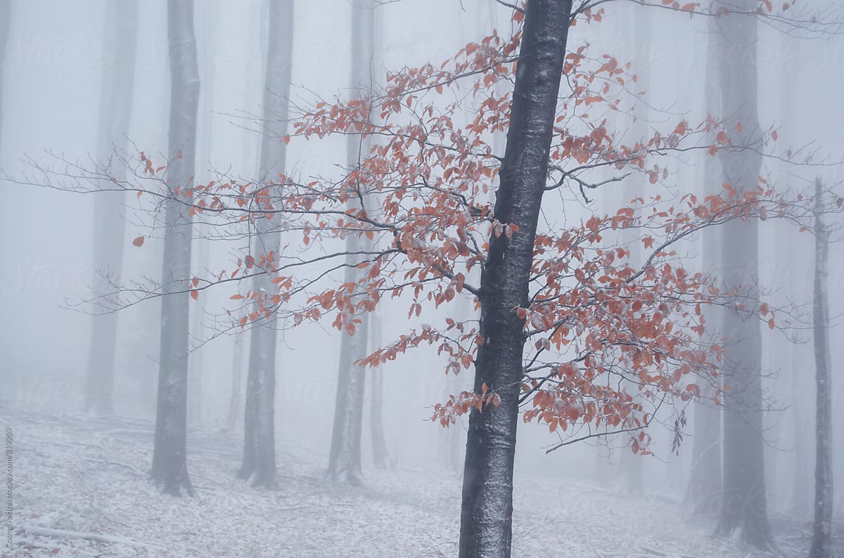 Tree with orange leaves in winter forest with snow