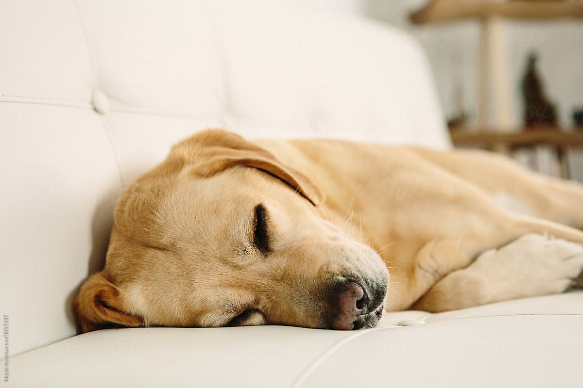 Labrador dog sleeping on sofa
