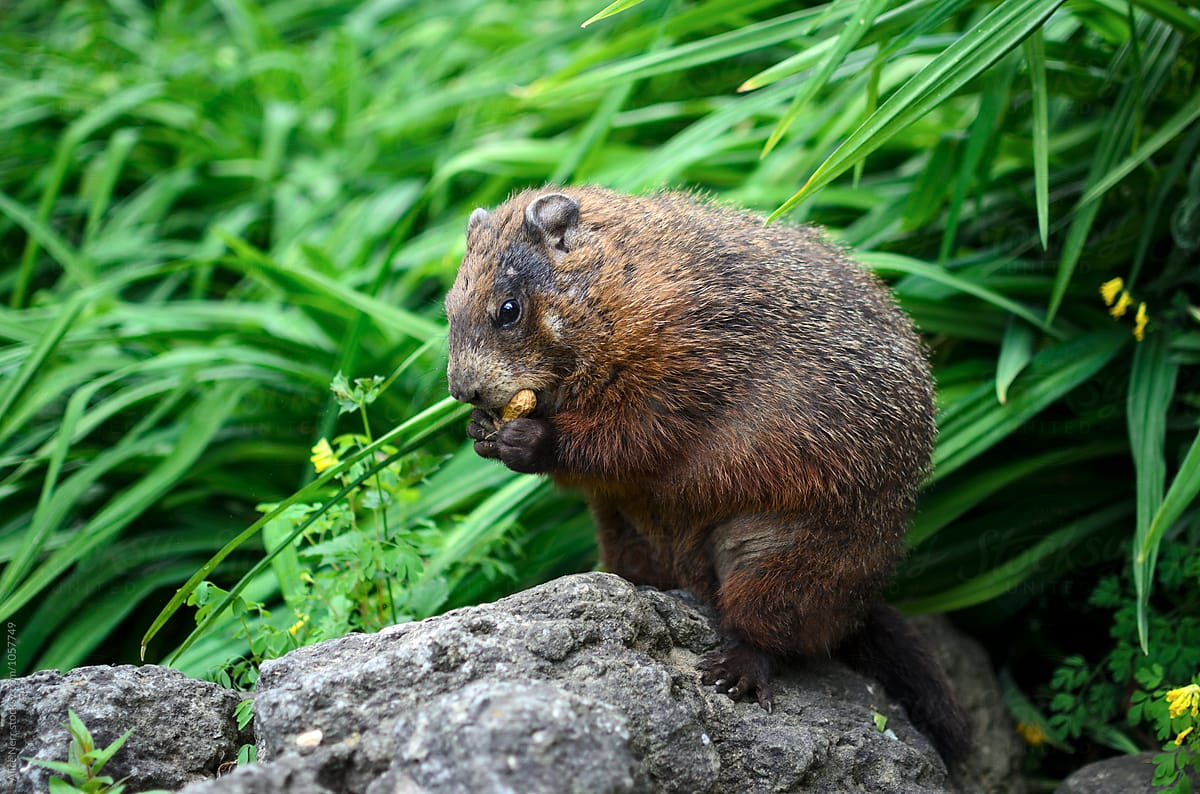 Groundhog eating a peanut