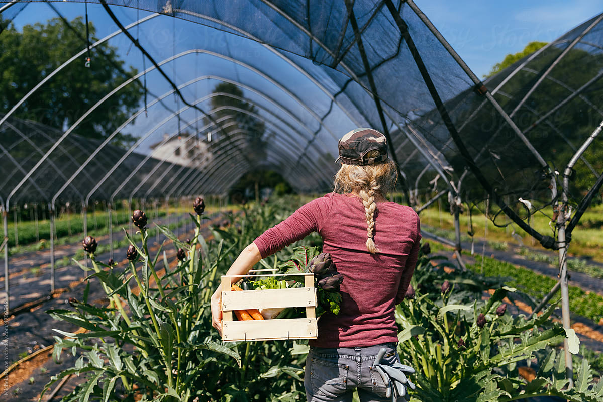 Farmer woman in greenhouses