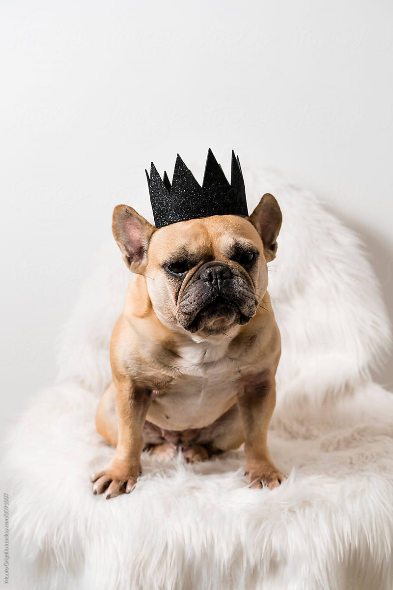 Dog with a Black Crown