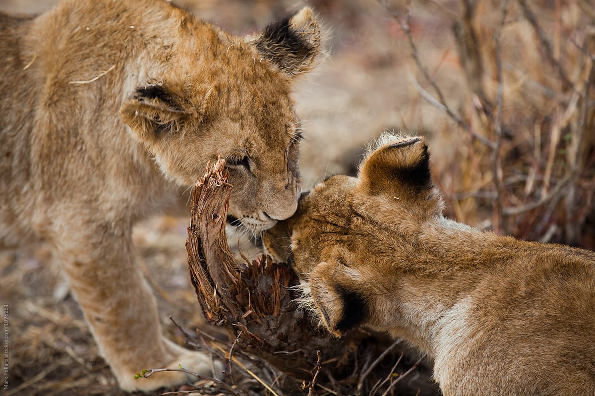 Two Young Lions Sharpening Their Teeth
