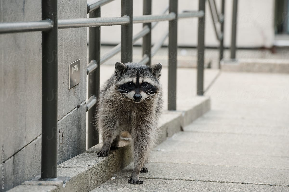Raccoon in Urban Setting