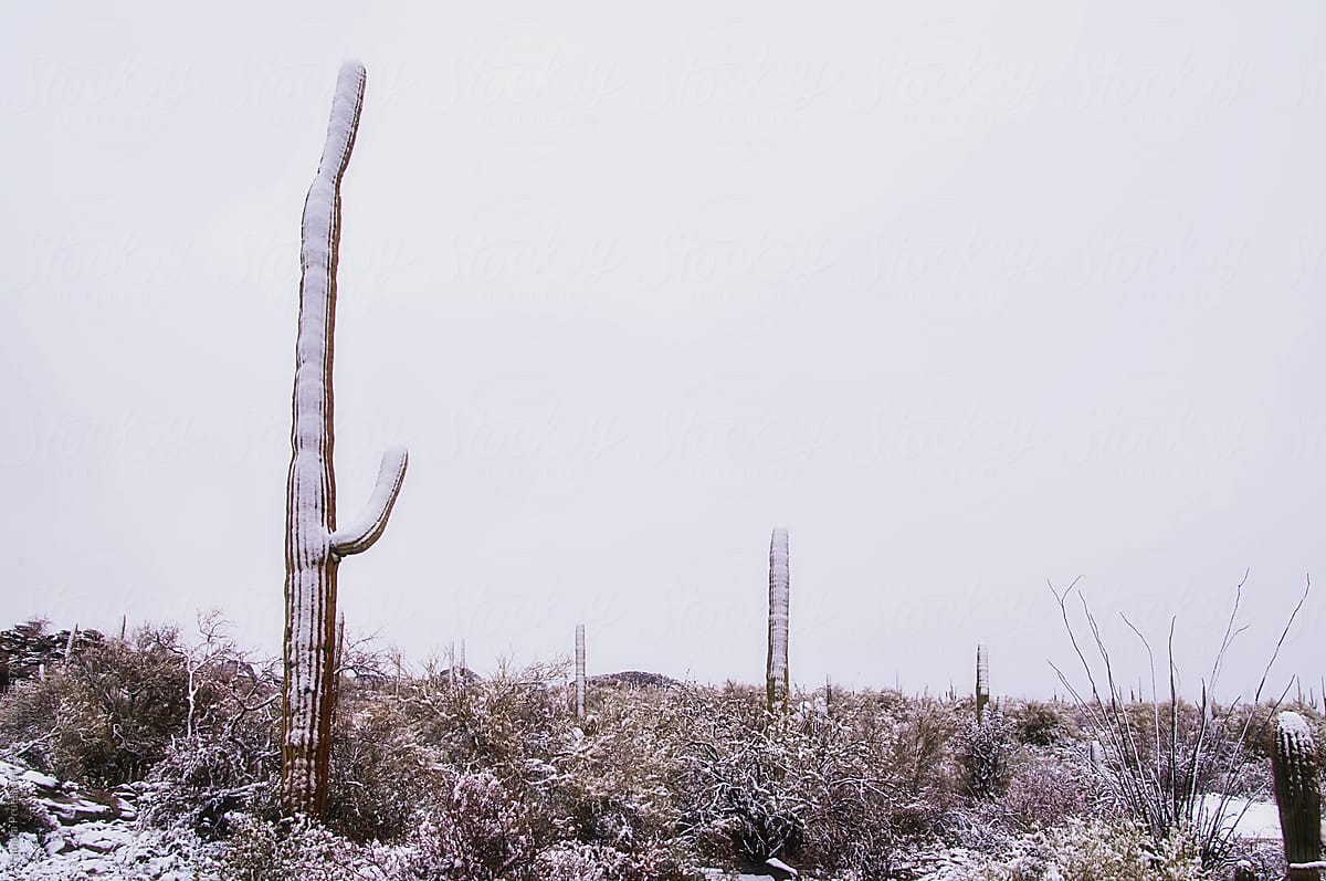 Saguaro Cactus Covered In Snow