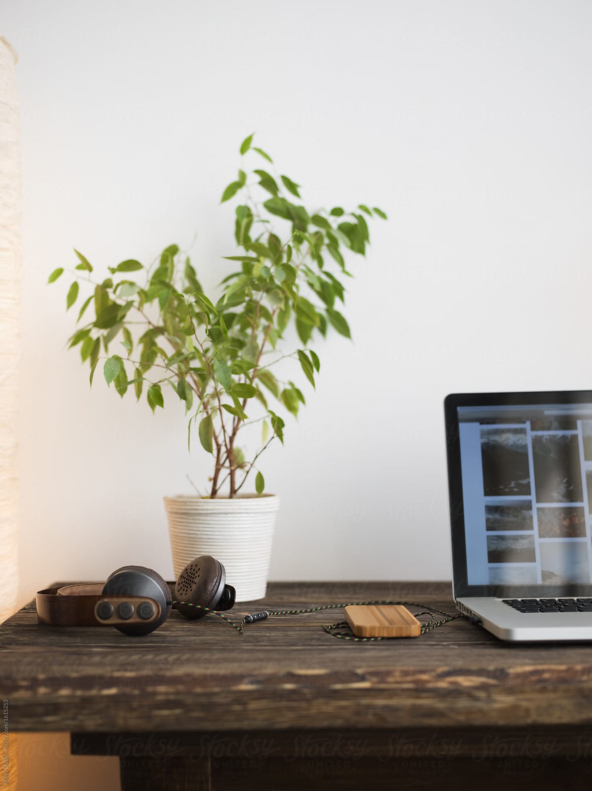 Plant on office desk