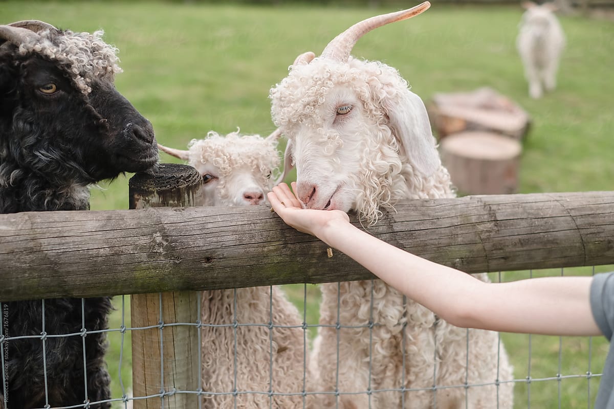 Goats eating from a child\'s hand at the petting farm