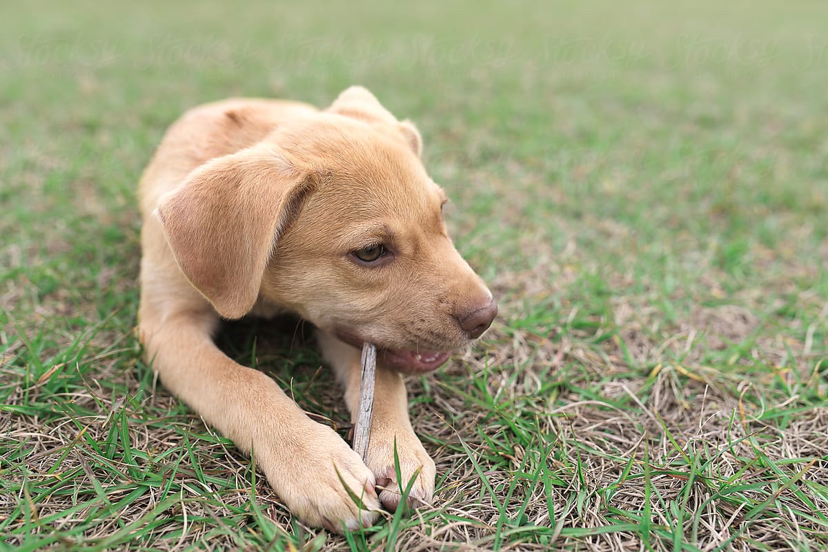 A Brown Puppy Chewing A Stick