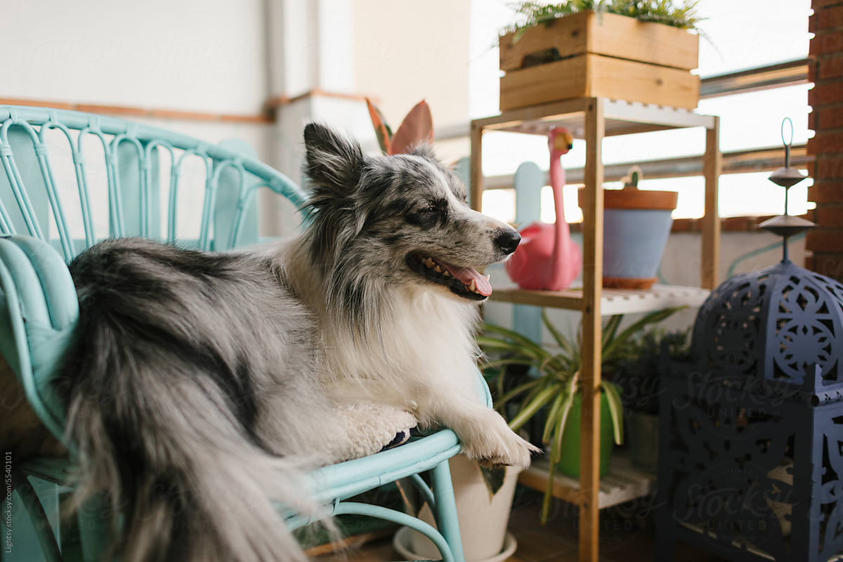 Dog sitting on a chair on a terrace