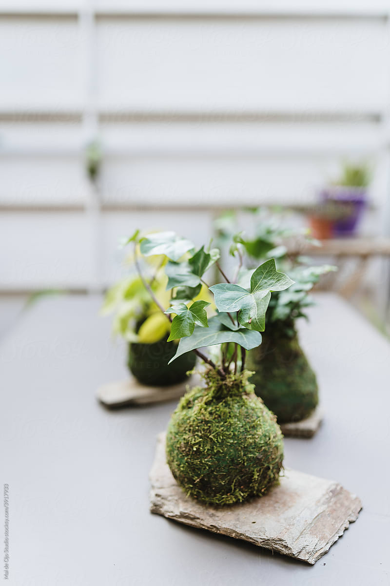 DIY moss ball plants on a table