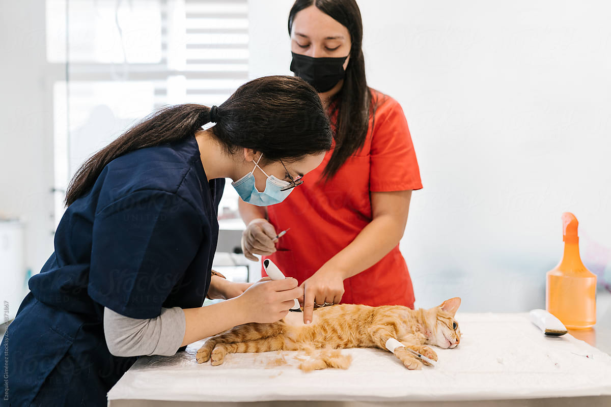 Veterinarians shaving an anaesthetised cat for surgery