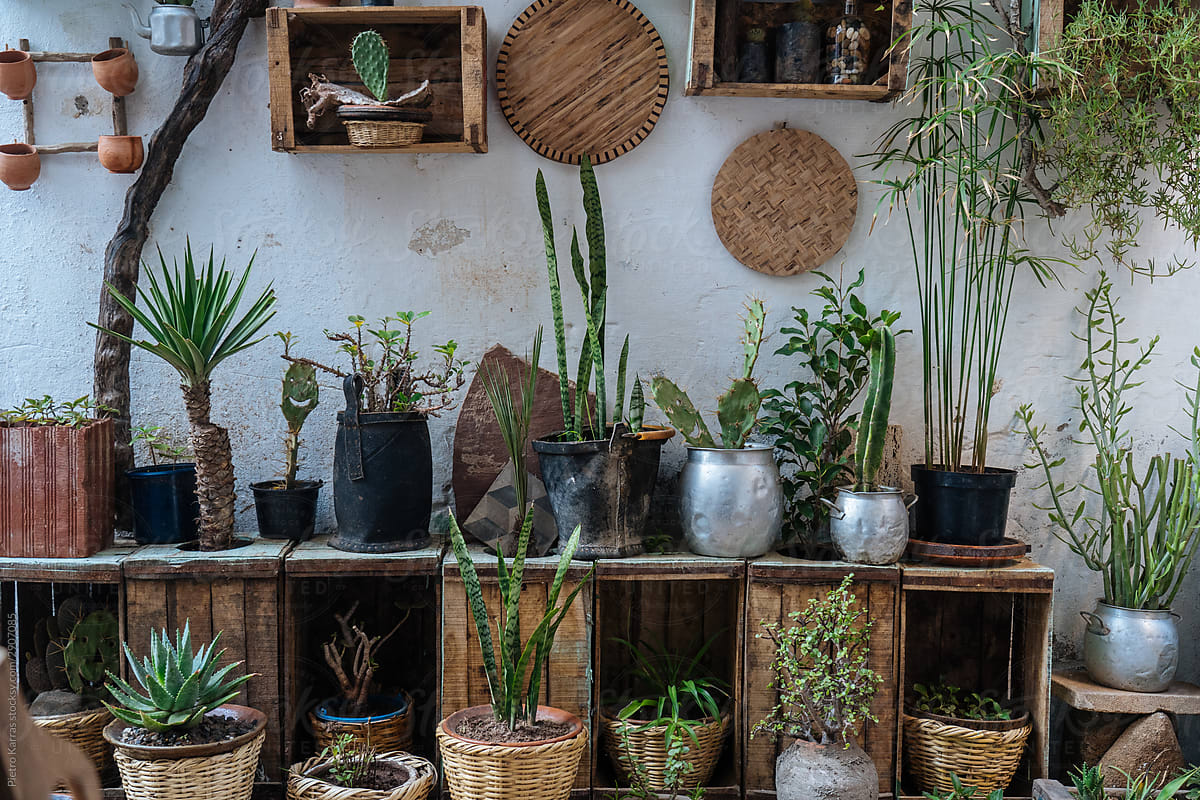 Stylish plants and succulents on wooden boxes