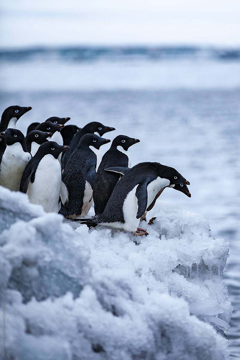 Penguins Finding Courage to Jump