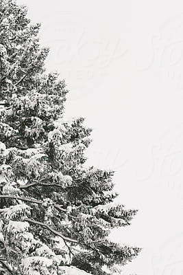 Bare Evergreen Branches Against A Neutral Background by Stocksy