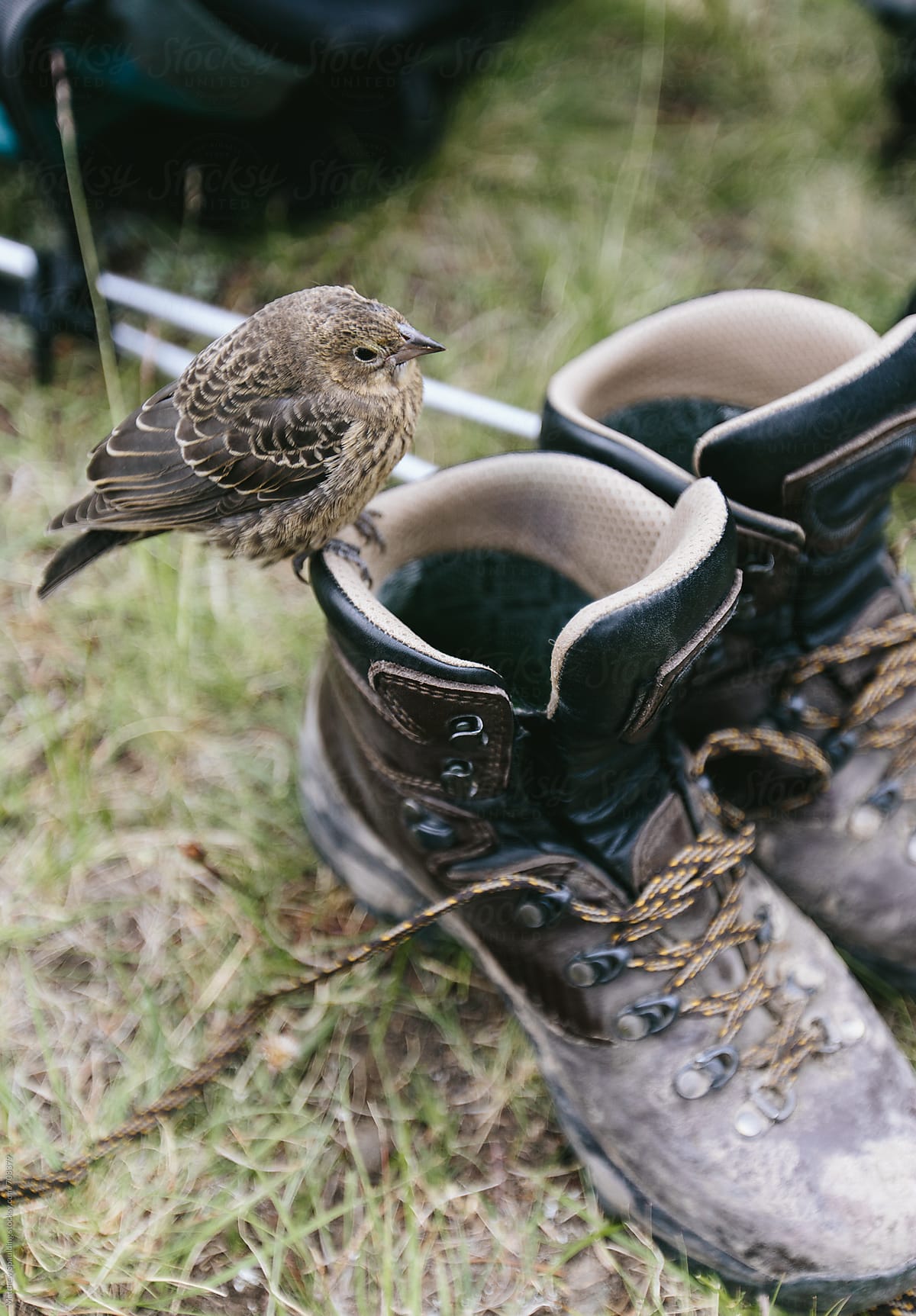 Bird sitting on pair of hiking boots
