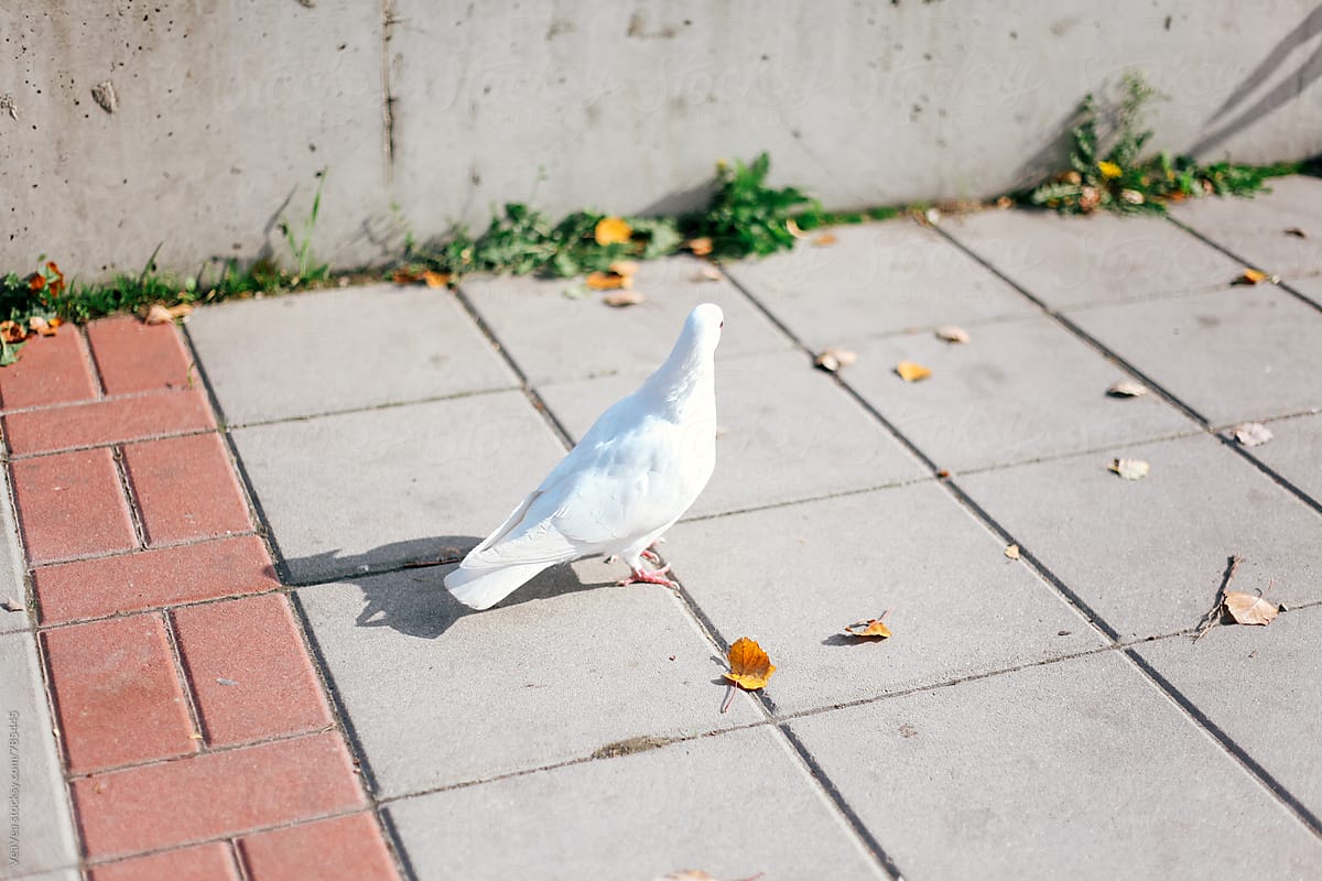 White pigeon on the ground outdoors